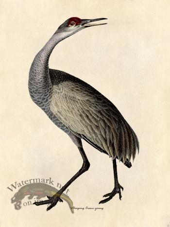 Whooping Crane Young - Tribute Bd 22